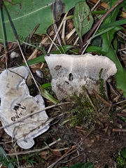 Phellodon tomentosus