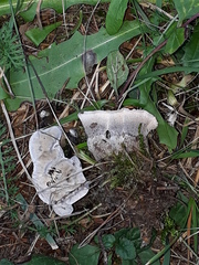 Phellodon tomentosus