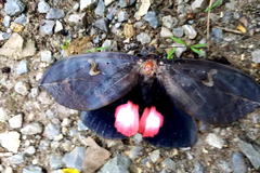 Phyllodes consobrina