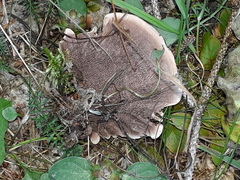 Phellodon tomentosus