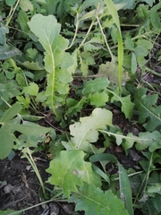 Sisymbrium loeselii