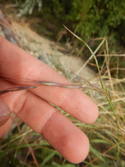 Elymus confusus