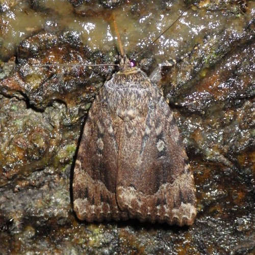 American Copper Underwing