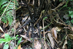 Dryopteris cycadina