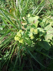 Alchemilla sarmatica