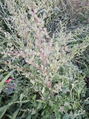 Chenopodium album