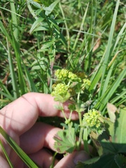 Alchemilla sarmatica