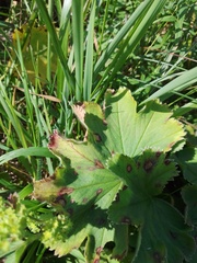 Alchemilla sarmatica