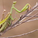 Mantis - Photo (c) Corinna Herr, some rights reserved (CC BY-NC), uploaded by Corinna Herr