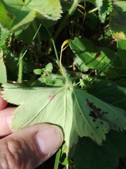 Alchemilla sarmatica