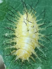 Epilachna tredecimnotata