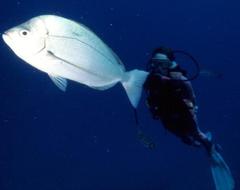 Polyamblyodon gibbosus