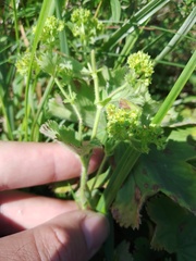Alchemilla sarmatica