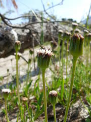 Othonna digitata