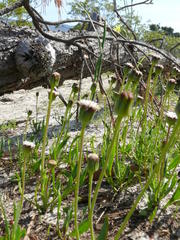 Othonna digitata