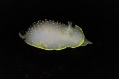 Cadlina klasmalmbergi