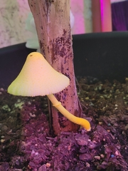 Leucocoprinus birnbaumii image