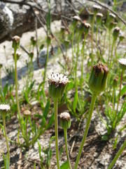Othonna digitata