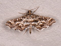 Diasemiopsis leodocusalis
