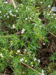 Galium humifusum