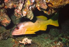Lutjanus monostigma