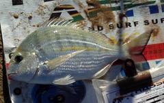 Rhabdosargus holubi