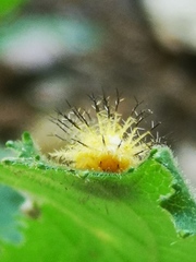 Epilachna tredecimnotata