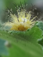 Epilachna tredecimnotata