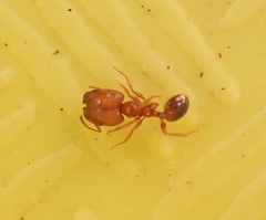 Pheidole californica