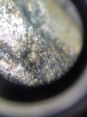 Chaenotheca phaeocephala