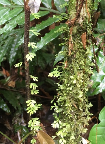 Aspleniaceae image