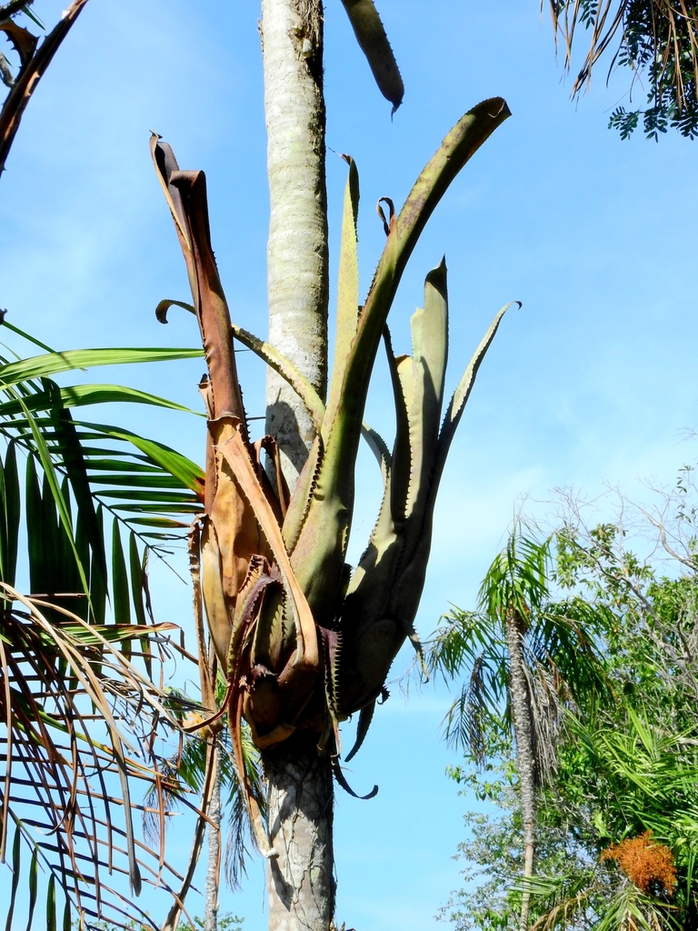 Aechmea tocantina