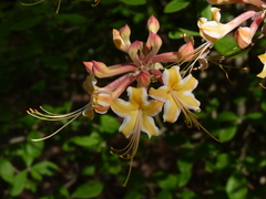 Rhododendron austrinum