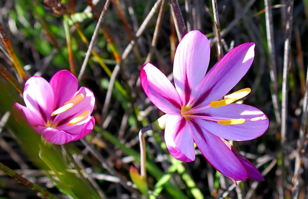 Geissorhiza elsiae, Vermaakskloof en route to Kammanassieberg Day 3