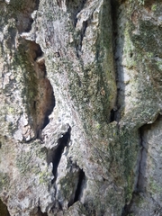 Chaenotheca phaeocephala