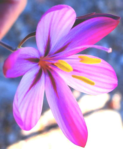 Geissorhiza elsiae