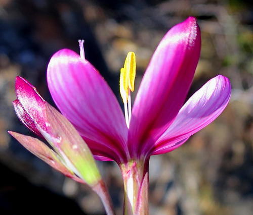 Geissorhiza elsiae