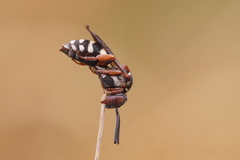 Epeolus variegatus