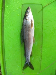 Thymallus thymallus