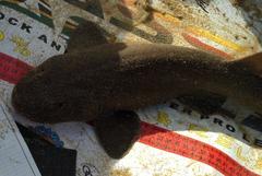 Haploblepharus fuscus