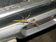 Empusa