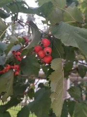 Crataegus