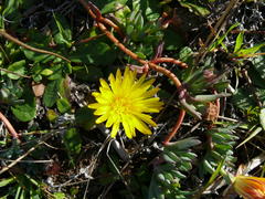 Lampranthus reptans