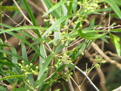 Asparagus falcatus