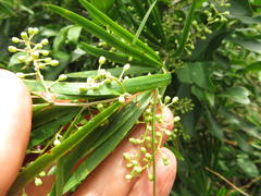 Asparagus falcatus