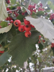 Crataegus