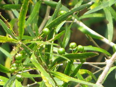 Asparagus falcatus
