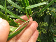 Asparagus falcatus