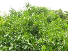 Asparagus falcatus