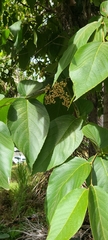 Cordia sulcata